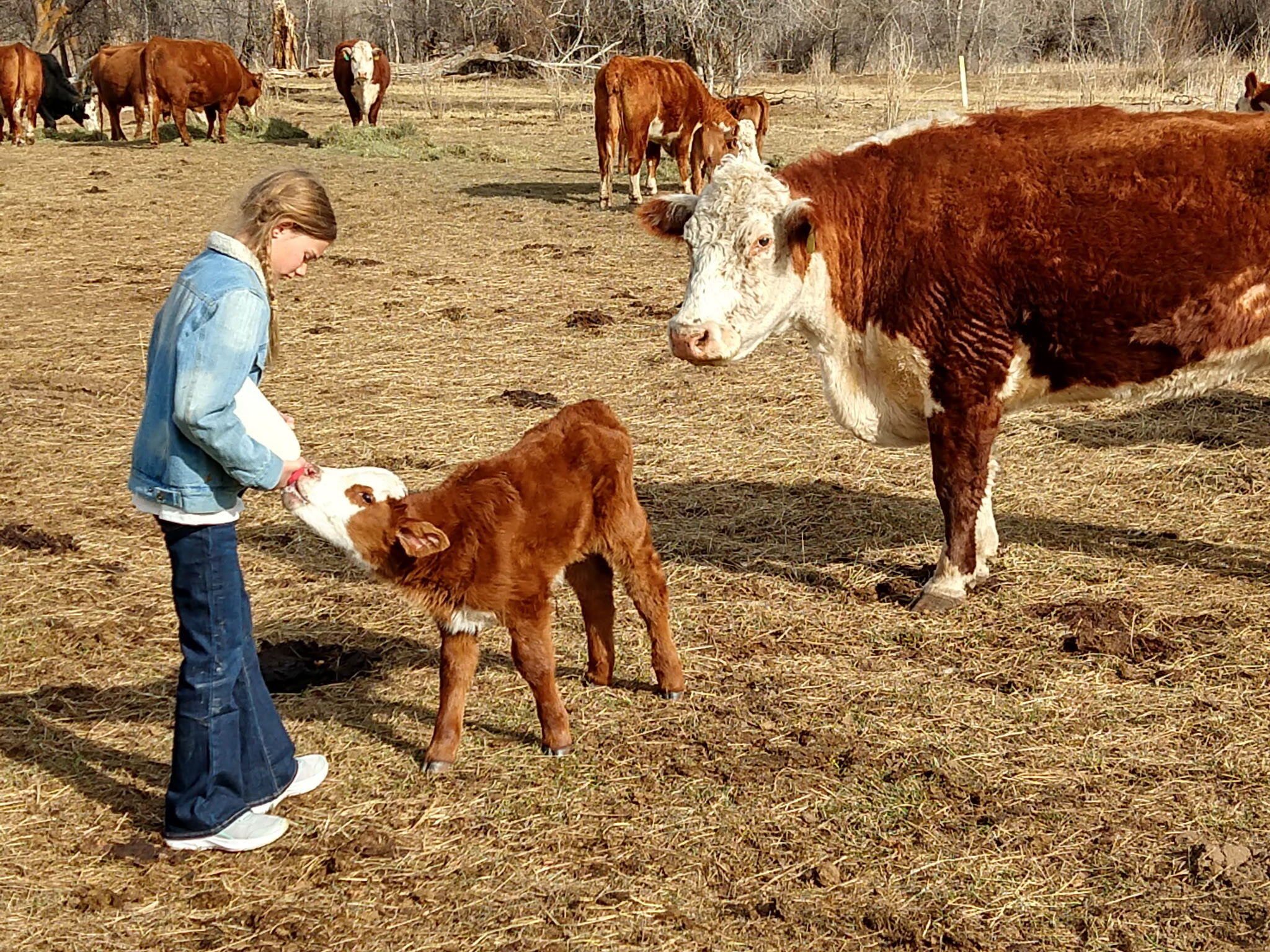 Arabella feeding a young Hereford calf while the mother cow watches nearby at L-J Ranch
